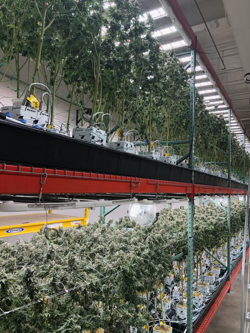 Cannabis Climate Control 2 tier