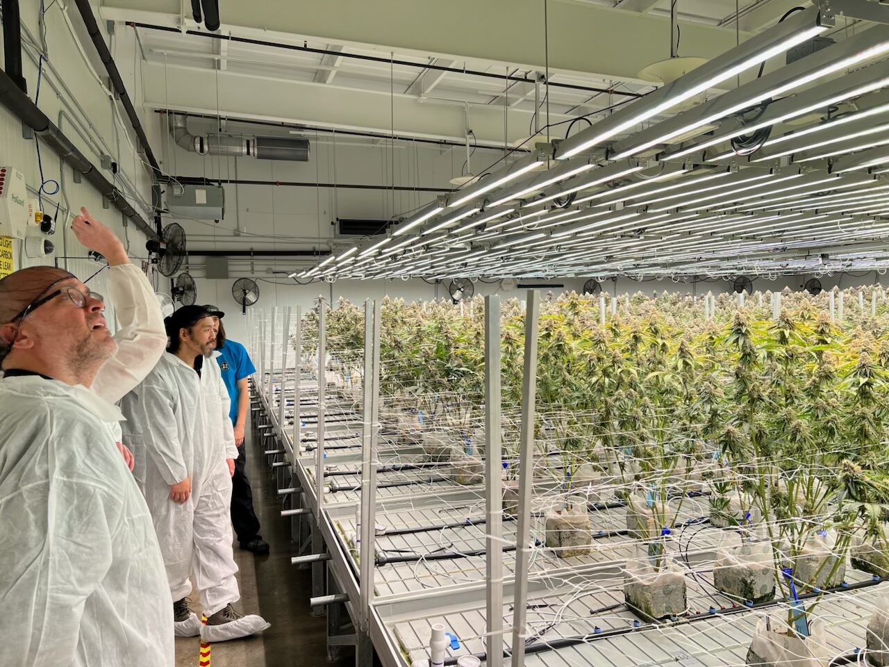 Cannabis HVAC Plants 2