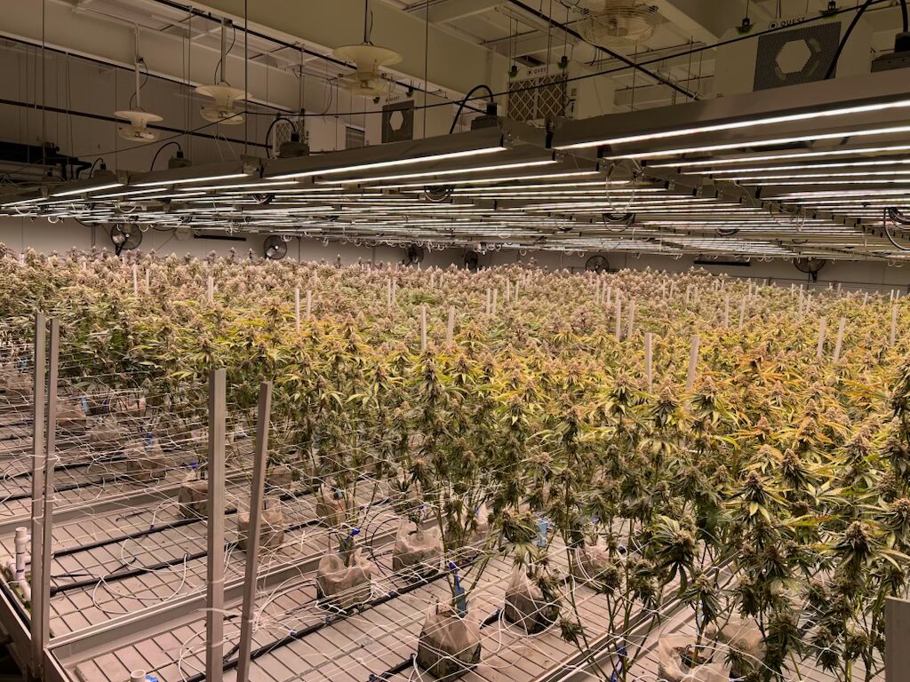 Cannabis Plants HVAC dehu