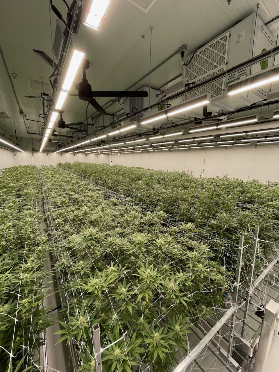 Indoor Grow HVAC Plants 1