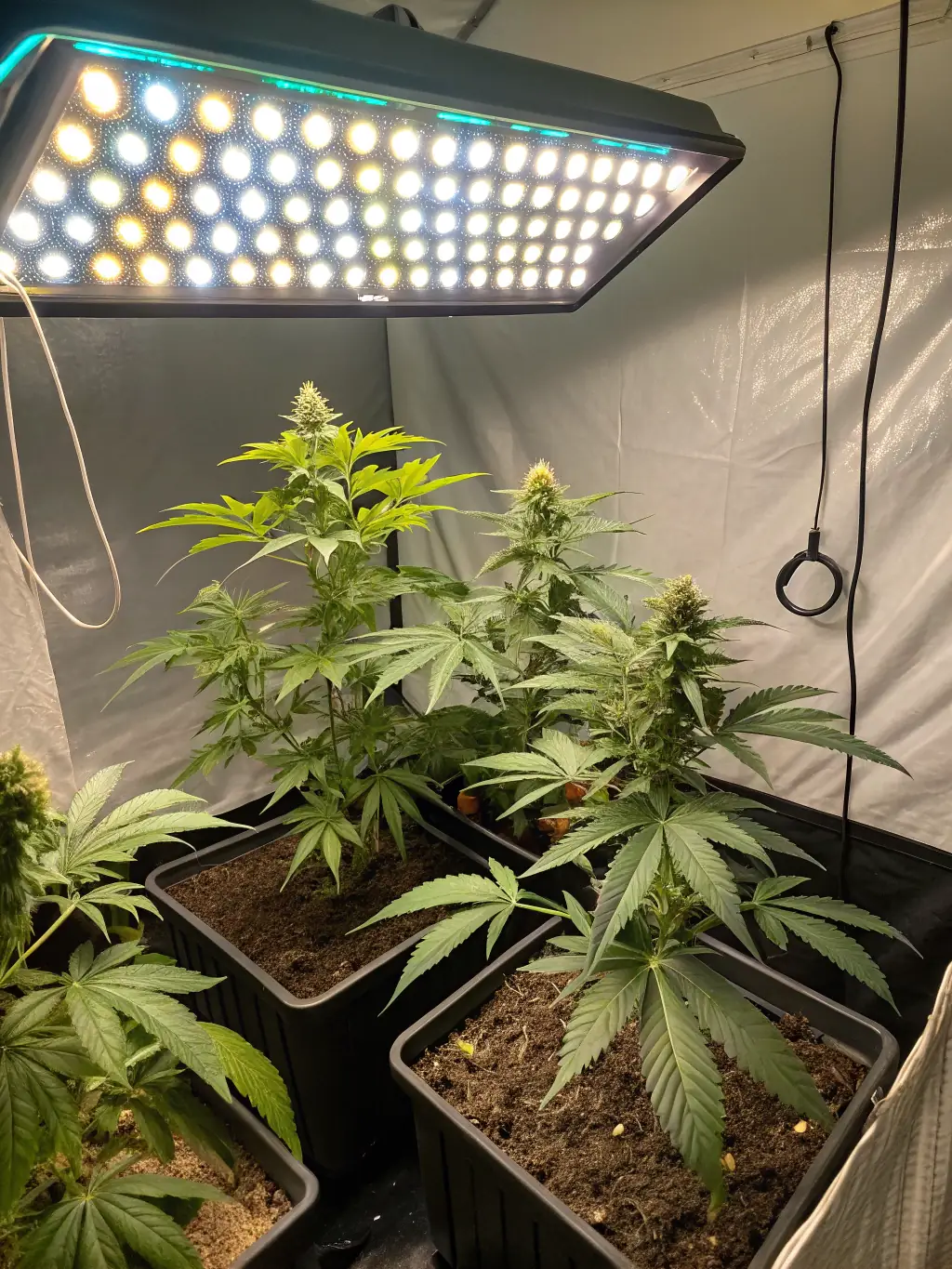 Illustration of a cannabis plant thriving in a controlled environment, highlighting the benefits of precise temperature and humidity management.